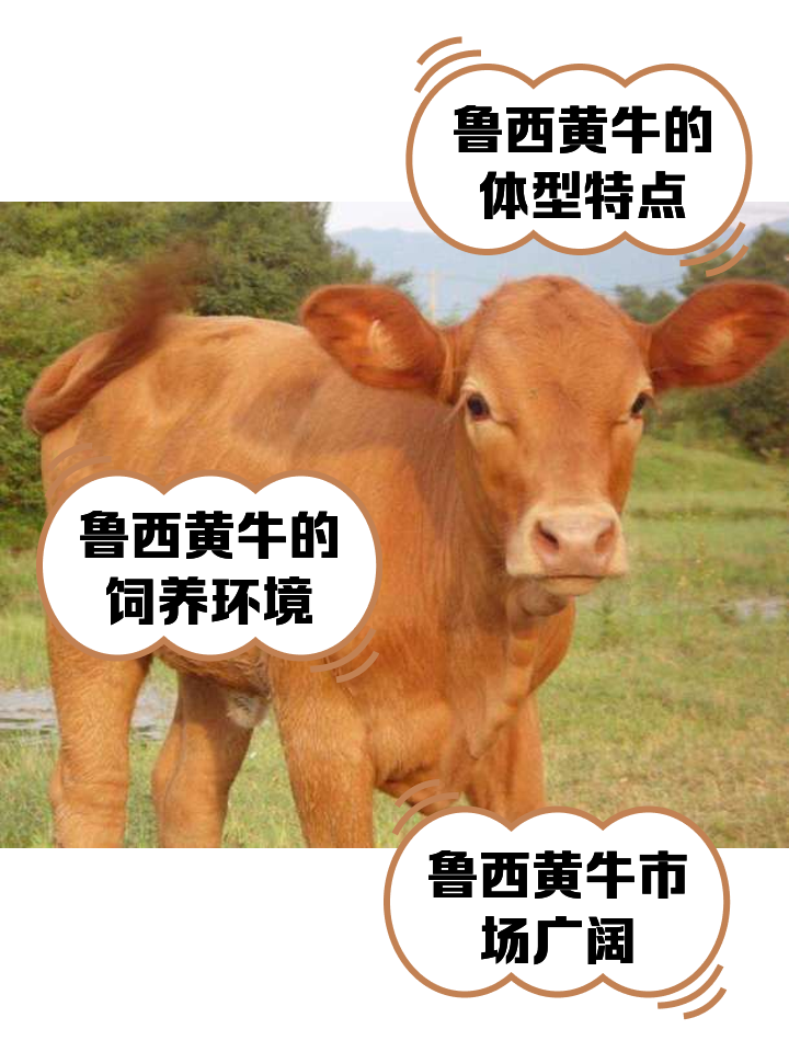 连云港最新医保取现黄牛方法分析(最方便真实的连云港医保取现黄牛怎么取方法)